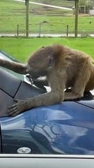 Baboon Breaks Off Piece of Car at Safari Park