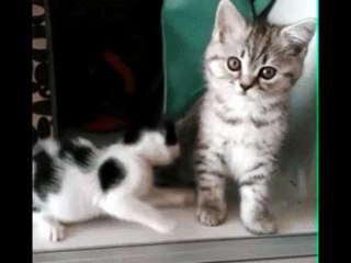 Funny and Cute Pets that will make you smile