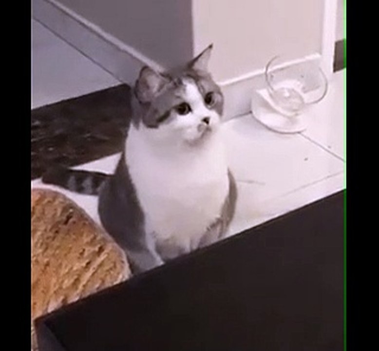 The most Cute & Funniest Pets Ever