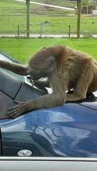 Baboon Breaks Off Piece of Car at Safari Park