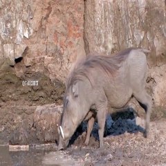 harimau yang sedang minum di serang buaya dengan cepat
