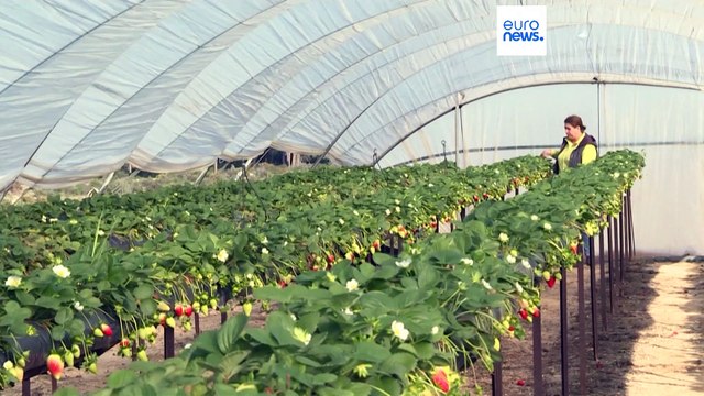 La Comisión Europea amenaza con denunciar a España por el proyecto de Doñana del Gobierno andaluz
