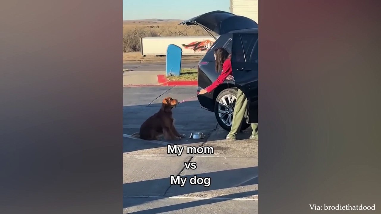 It's TIME for SUPER LAUGH! - Best FUNNY DOG videos