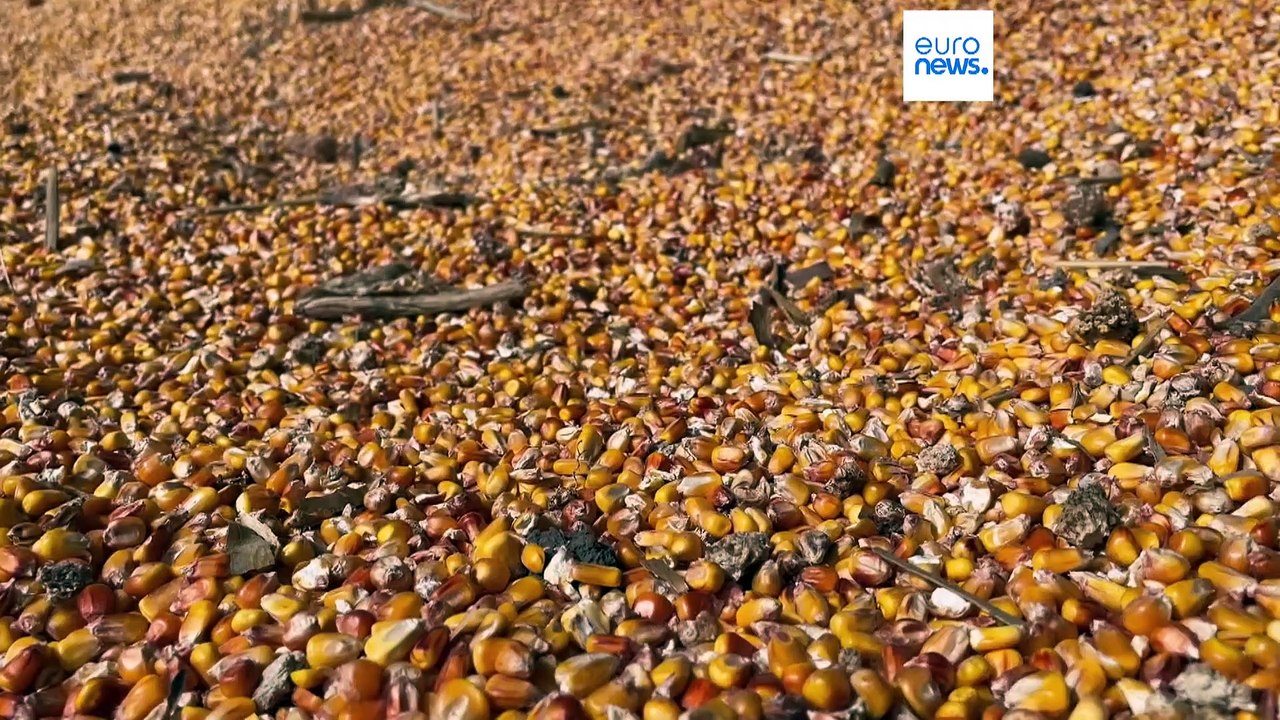 Agricultores romenos e búlgaros queixam-se da Iniciativa de Grãos do Mar Negro