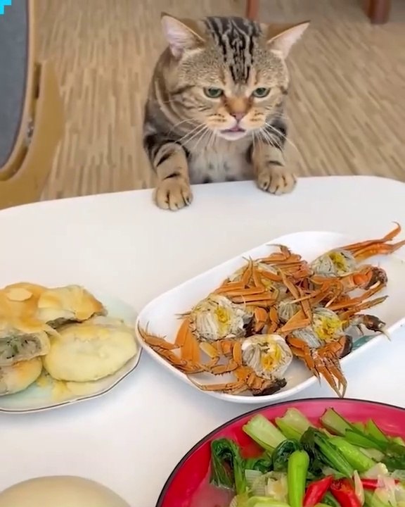 Funniest Animals 2023  Funny Cats and Dogs  | Funny Animal Videos pets lover-Animal lover  # 6