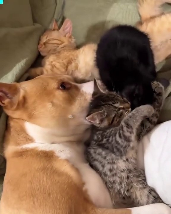 Funniest Animals 2023  Funny Cats and Dogs  | Funny Animal Videos pets lover-Animal lover  # 7h