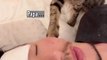 Funniest Animals 2023  Funny Cats and Dogs  | Funny Animal Videos pets lover-Animal lover  # 8