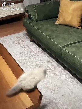 dancing,dancing doja cat,dancing with cat,dancing crabs,crabs dancing,cats dancing videos,fan,cat