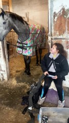 Happy Horse Kisses Girl
