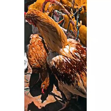 #parrot hen chick vlogs️ #shots video