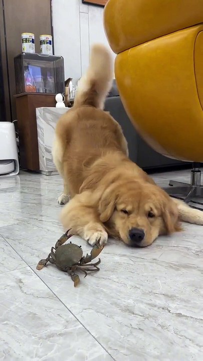 Funniest Animals 2023  Funny Cats and Dogs  | Funny Animal Videos pets lover-Animal lover  # 11