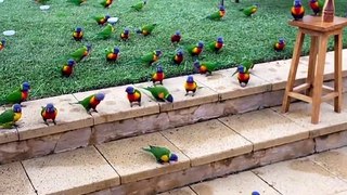 Cute parrots