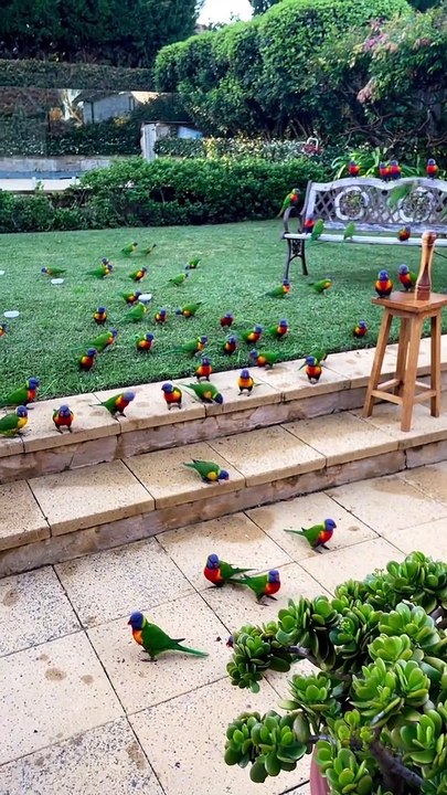 Cute parrots