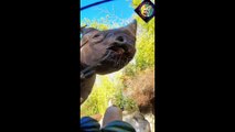 Fun and funny clips with animals