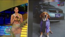 Agencia promociona autos con la imagen de un perrito