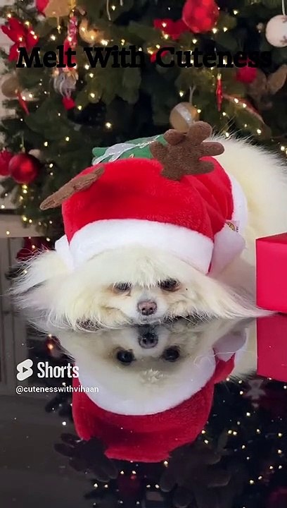Adorable Cute and Funny Animals Shorts Video #shorts #cuteanimals #cuteness #youtubeshorts