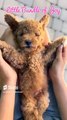 Most Adorable Cute and Fluffy Animals Shorts Video #shorts #cuteanimals #cuteness