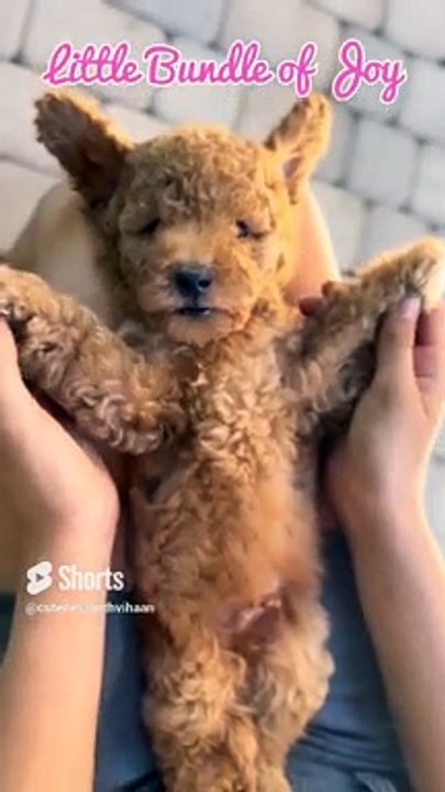 Most Adorable Cute and Fluffy Animals Shorts Video #shorts #cuteanimals #cuteness