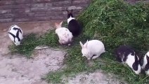Rabbit video subscribe my channel