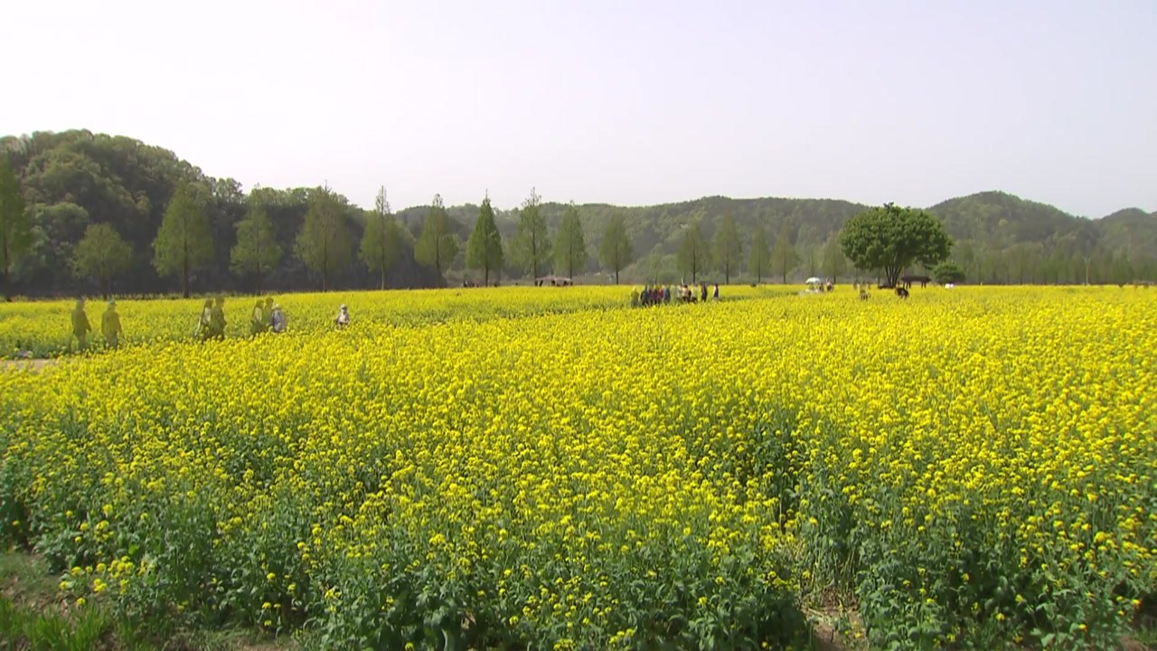 [영상] 봄바람에 살랑살랑...샛노랑 유채꽃 물결 / YTN