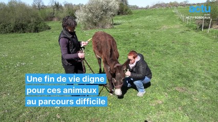 Cette écurie offre un dernier refuge aux vieux chevaux