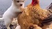 friendship _ puppy and chicken . A beautiful moment #771 - #shorts