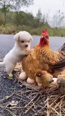 friendship _ puppy and chicken . A beautiful moment #771 - #shorts
