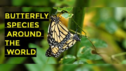 Butterfly Species Around the World I Butterfly Evolution