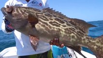 I'M BACK! Monster Pacific Grouper & Amberjack Fishing (CATCH CLEAN COOK) _ #FieldTrips Panama