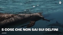 5 cose che non sai sui delfini