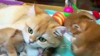 Most Funny Cats And Dogs | Cats Funny Video |  Funny Cats 2023