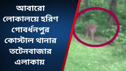 দঃ ২৪ পরগনা : সুন্দরবনে দেখা মিলল বিরল প্রজাতির হরিণ!