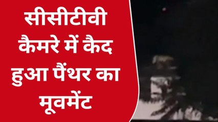 अजमेर उत्तर: शहर में लगातार पैंथर की मूवमेंट..लोगों में दहशत