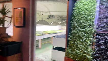 A look inside the underground plant farm in Yorkshire - bioponic farming in Sheffield