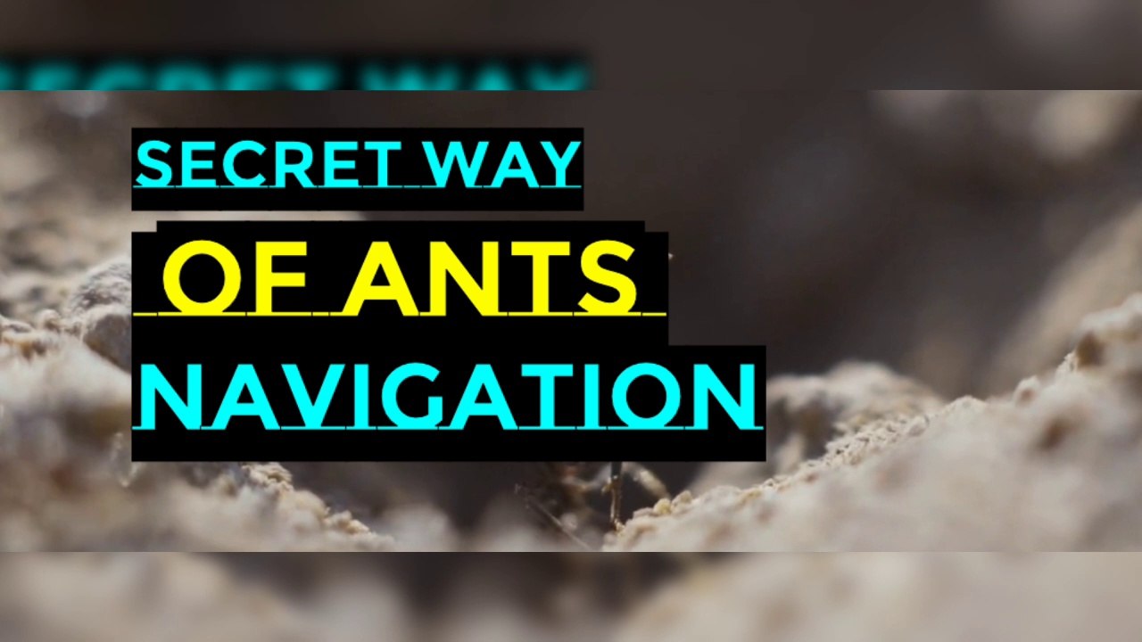 The secret way of Ants Navigation I Ants colony