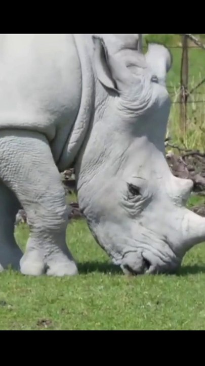 Rhinoceros!! #dailymotion