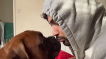 Passionate Boxer pup gets carried away while kissing hooman after a busy day