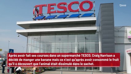 Un homme découvre une énorme araignée dans ses bananes !