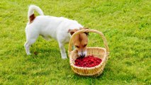 Dürfen Hunde Himbeeren essen? Tipps für eine gesunde Ernährung beim Hund