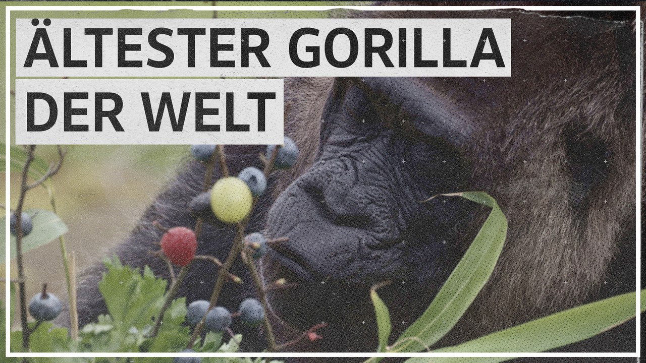 Ältester Gorilla der Welt wird 66 Jahre alt