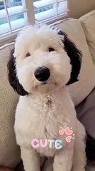 Bayley, Snoopy ha un sosia: il cucciolo Sheepadoodle star dei social