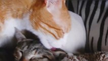 Cats playing with Mom | funny cats | funny cats videos | funny dogs compilation | Funny Top Animals