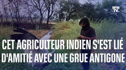 Cet agriculteur indien s'est lié d'amitié avec une grue Antigone après l'avoir soignée