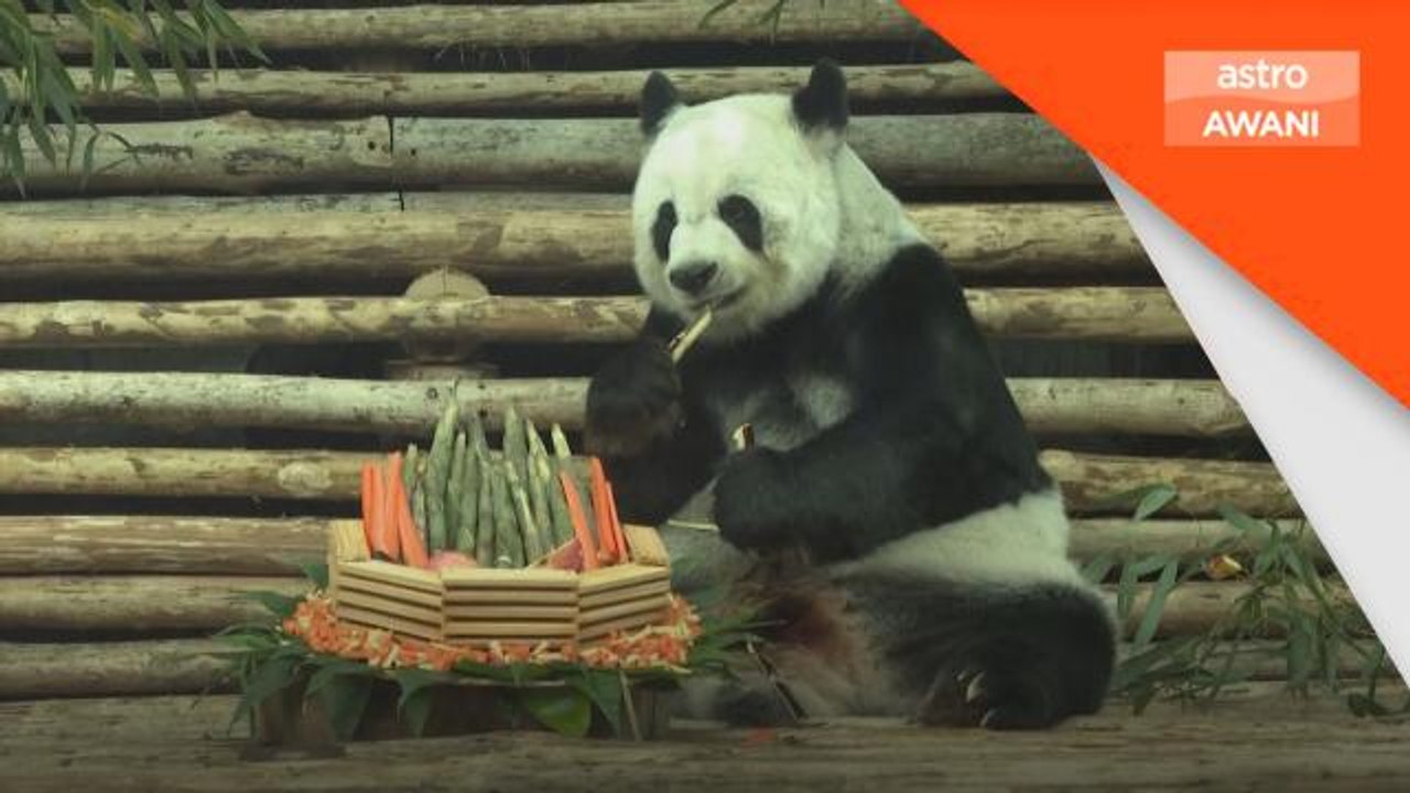 Panda China, Lin Hui meninggal dunia di Thailand