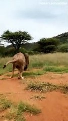 Hide _ Seek with Lions--(720P_HD)