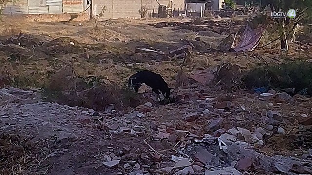 El abandono es el principal maltrato que experimentan las mascotas en Colotlán