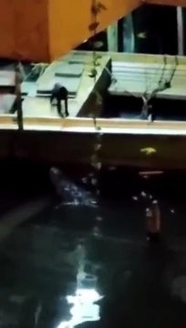 Chat VS alligator... le minou a eu chaud