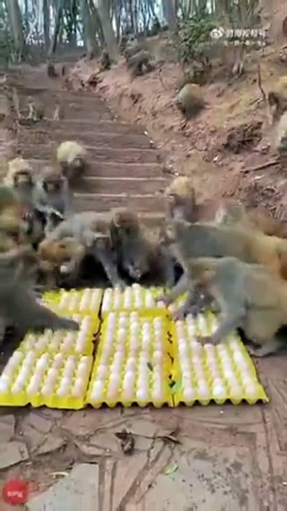 L'heure du repas pour des centaines de singes... Impressionnant