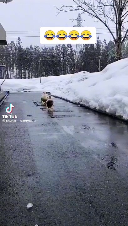 Fruit chat 