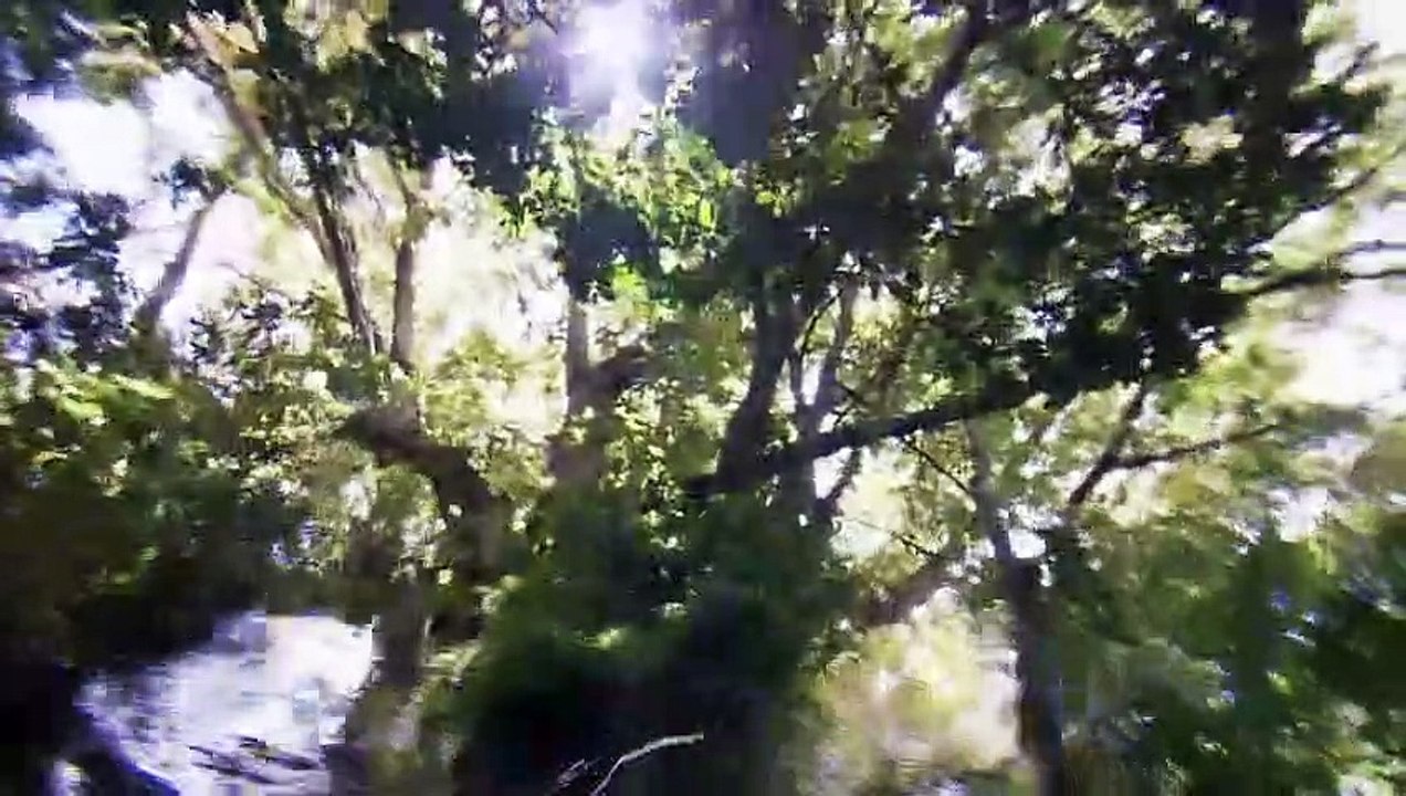 (Sub español)BBC Natural World 2005 - Queen of Trees (activar Sub)
